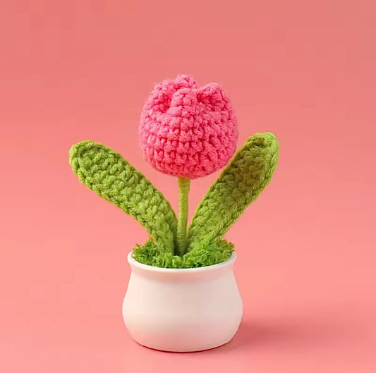 🌷 Mini Tulipe En Pot 🌷